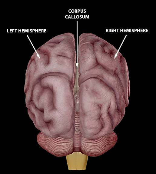 brain-cerebrum-hemispheres-corpus-callosum